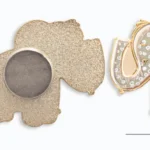 Luca-S adatų laikiklis-magnetas - Drambliukas